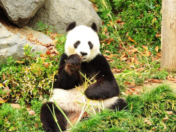 澳大利亚阿德莱主题动物园